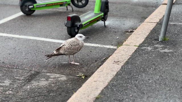 ヘルシンキを歩くの記事動画