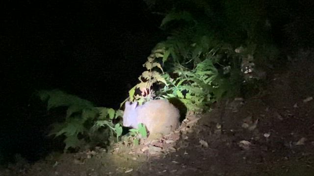 奄美大島 ナイトツアー　サガリバナ　黒うさぎの記事動画