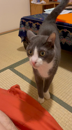 しし座　１６〜２０度サビアンシンボルの記事動画