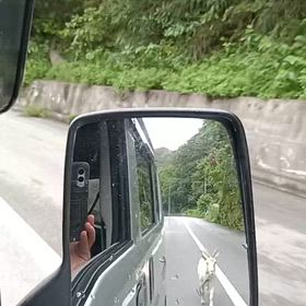 脱走したヤギ！？の画像