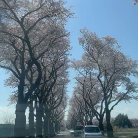 3/30 瀬谷区　桜並木の名所の画像