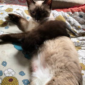 子猫ちゃん動画の画像