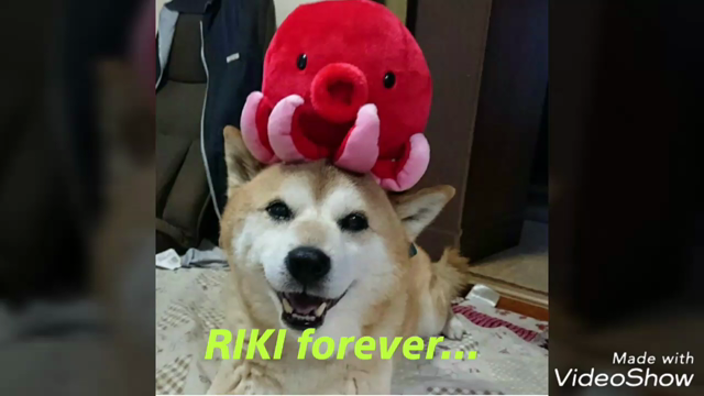 天国へ逝ったリキちゃんへの動画。の記事動画