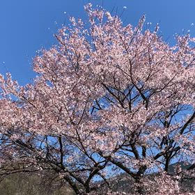 花冷えの画像