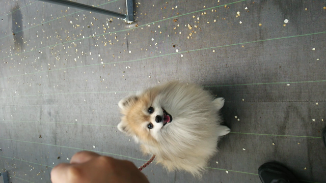 イチゴ狩り♪の記事動画