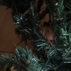 クリスマスツリーに登るちい君の画像