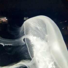 今日は、水族館   不思議な世界お楽しみアレの画像