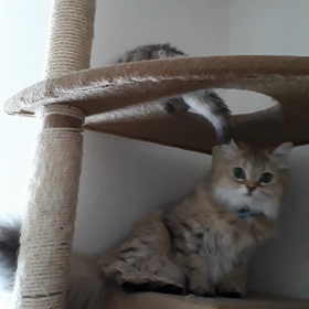 キャットタワーのてっぺんの画像