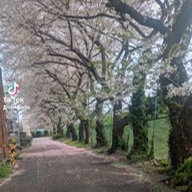 春はまだの画像