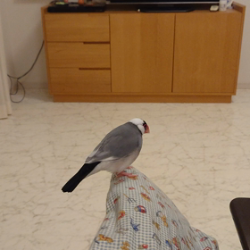 美声ボーイの画像