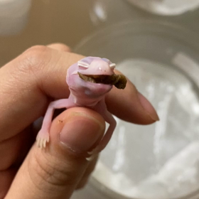 ベビーの給餌☆食べない子には…の画像