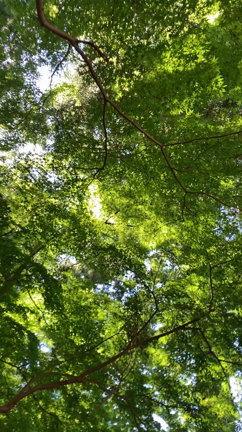 自然にかえるネイチャーツアー開催しました♪の記事動画