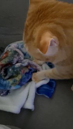 モフモフ猫サンくんの記事動画
