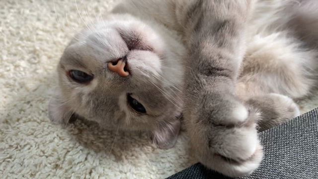 猫の日2025の記事動画