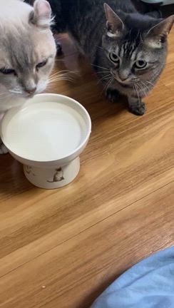 ビショビショ犯人。の記事動画