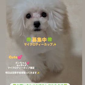 2024/11/21の画像