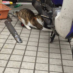 ※  野良猫だけど…の画像