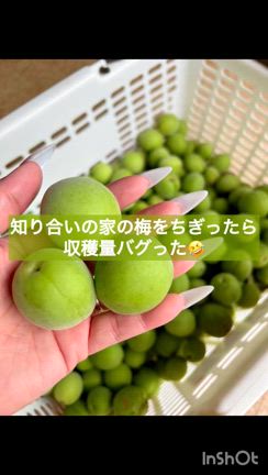 梅、大量収穫‼️❤️の記事動画