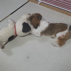あたちはやっぱりスヌーピーの画像