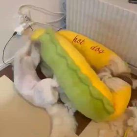 ぽんたくんとすずらんちゃんの元気便りの画像
