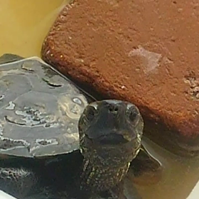 亀吉くん♪の画像