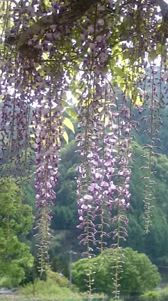 藤の花の記事動画