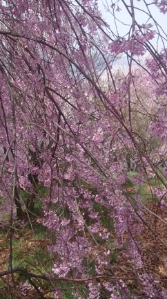 枝垂れ桜の記事動画