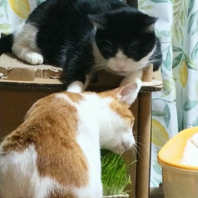 草の味はしないと思うぞの画像