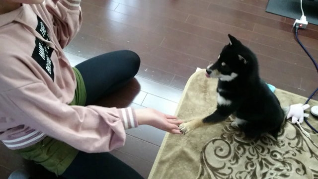 おやつが欲しすぎての記事動画