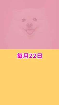 4ワンの下痢が止まりました【プレゼントヒーリング】ご感想②の記事動画