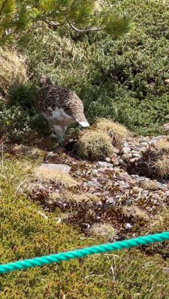 みくりが池温泉で雷鳥に会う‼️の記事動画