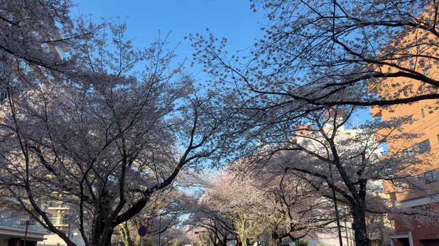 ★微笑む桜並木★の記事動画