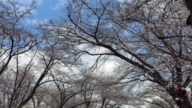 ★桜並木★の記事動画