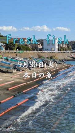 9月30日本日の魚‼️の記事動画