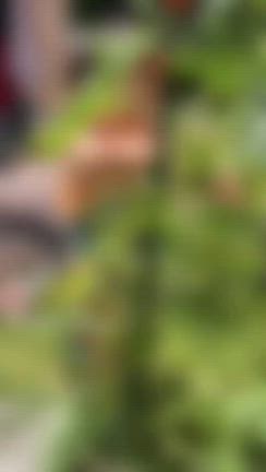 お盆こぼんドボンの記事動画