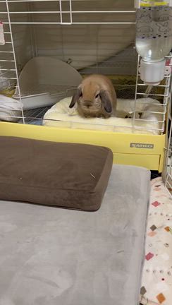へやんぽの記事動画
