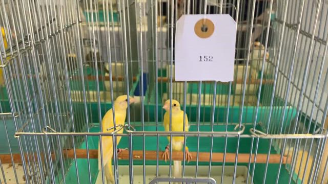 小鳥いい友品評会の記事動画