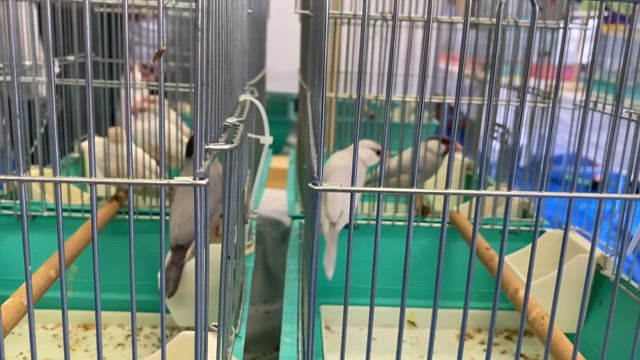 小鳥いい友品評会の記事動画