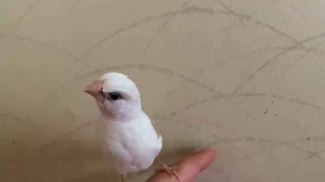 暑いですねの記事動画