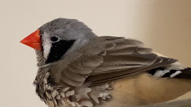 雨が降って‥の記事動画