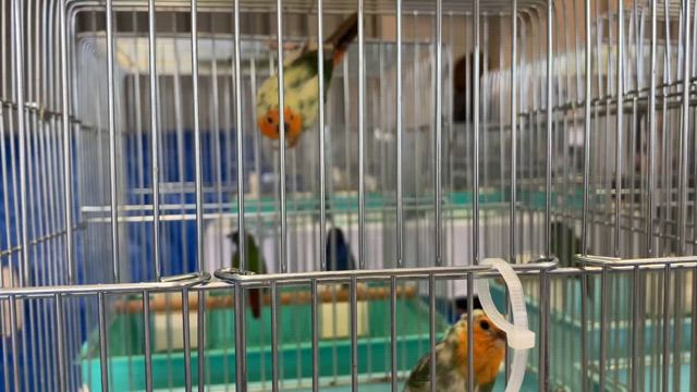 小鳥いい友品評会の記事動画