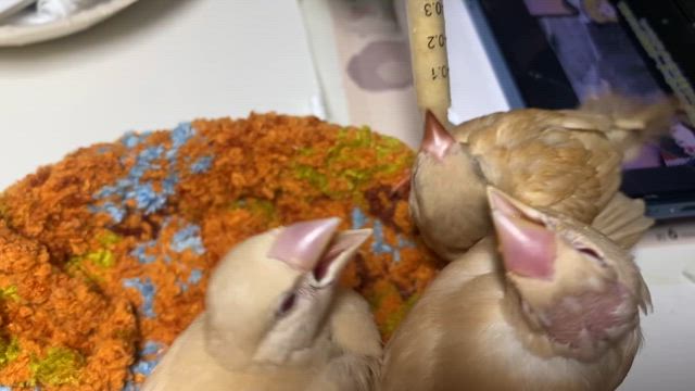 文鳥シーズンの記事動画