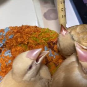 文鳥シーズンの画像