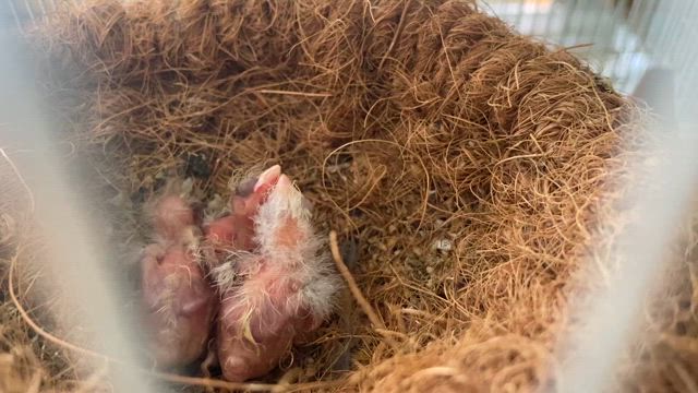 風邪気味⁇の記事動画