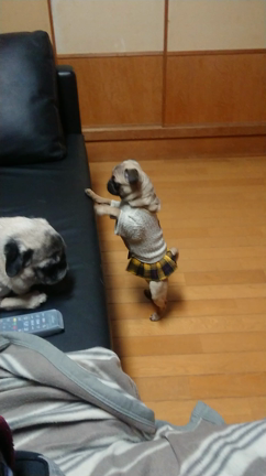 今日のわんことパン祭りの記事動画