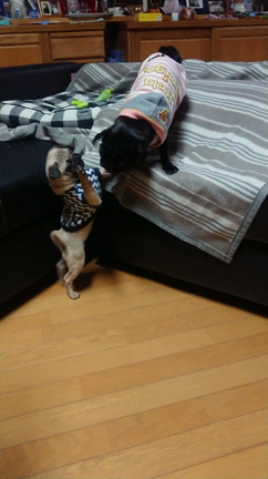 乗りたいんですの記事動画
