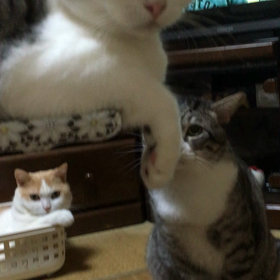にゃんずの日常の画像