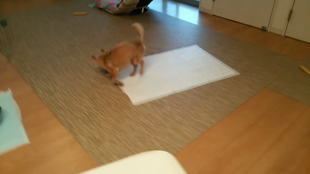 エド（2015年3月保護チワワ♂）虹の橋を渡るの記事動画