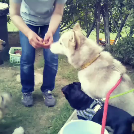 ピノの近況（ミニチュアピンシャー）の記事動画