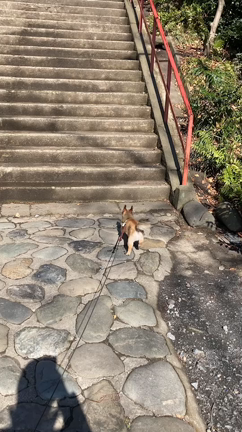 ショウ様の記事動画